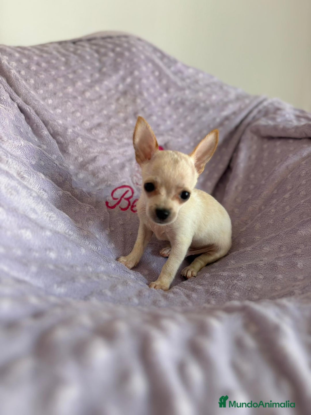 Chihuahua perros en venta: Chihuahua toy - Imagen 3