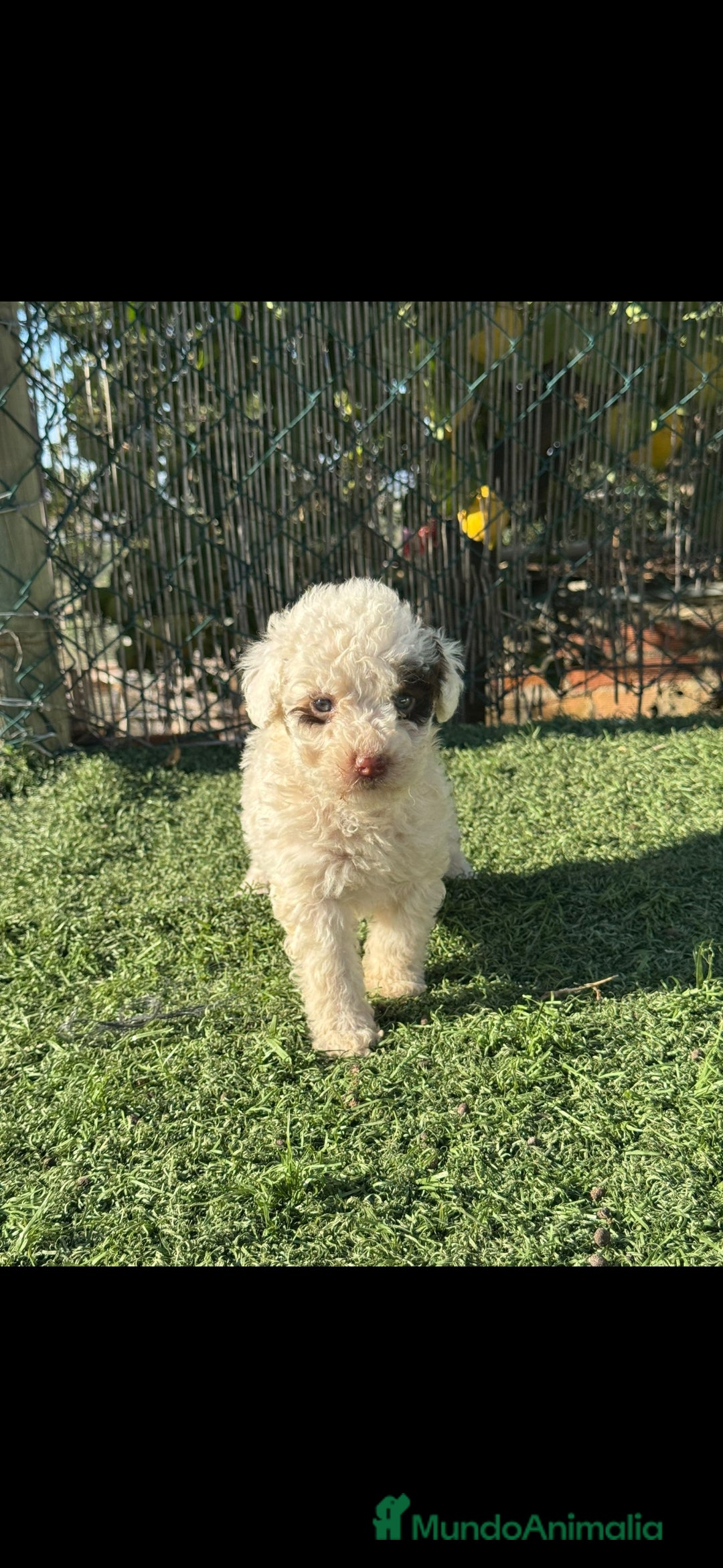 Perro de Agua Español perros PERRO DE AGUA ESPAÑOL - Anuncio 2