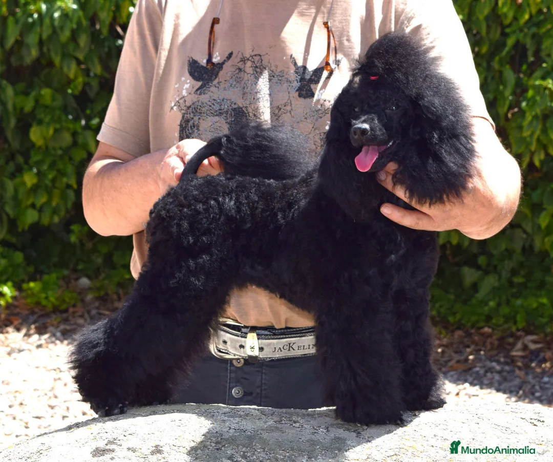 Imagen de galería {{count}}