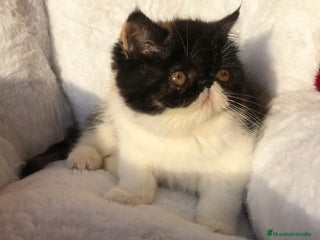 Persa gatos GATITA PERSA EXÓTICA - Anuncio 2