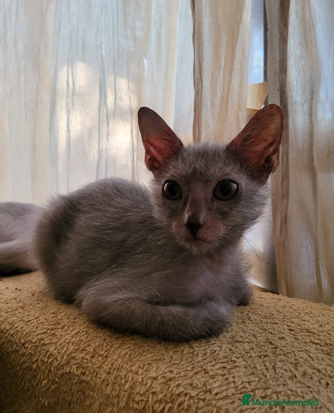 Imagen de galería {{count}}