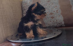 Yorkshire Terrier perros en venta: Yorkshire terrier  - Anuncio 5
