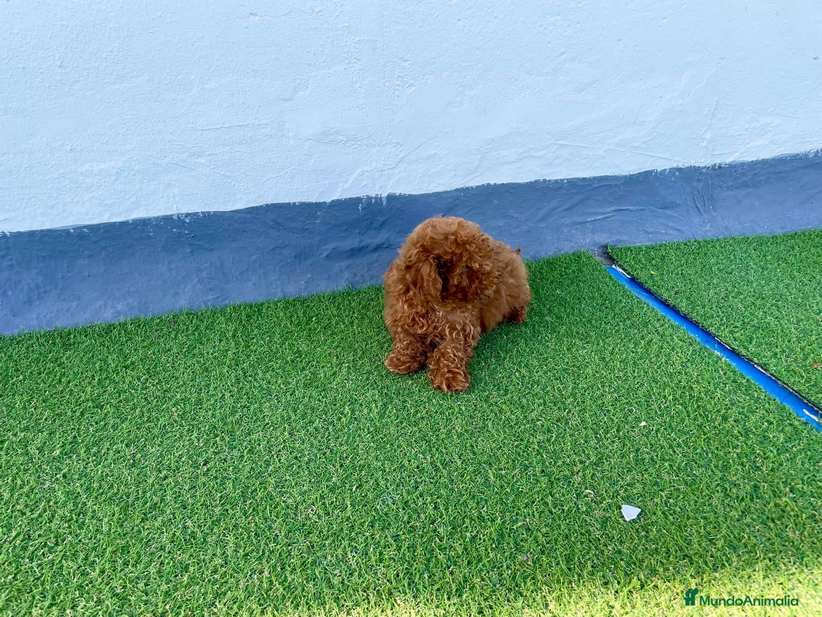 Caniche Toy perros Camada de Caniche toy  en Granada - Anuncio 18