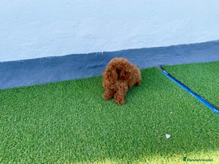 Caniche Toy perros Camada de Caniche toy en Granada - Anuncio 3