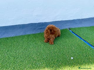 Caniche Toy perros Camada de Caniche toy en Granada - Anuncio 33