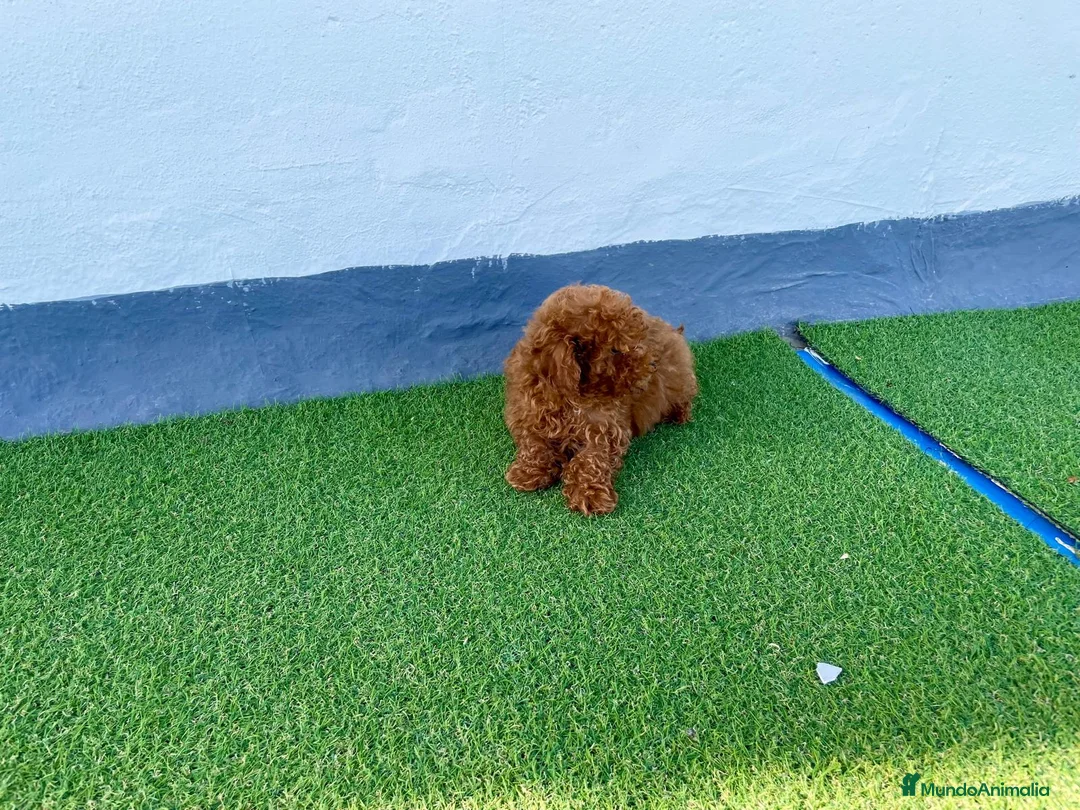 Caniche Toy perros en venta: Camada de Caniche toy  en Granada - Anuncio 1