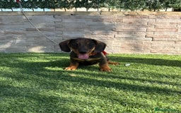 Teckel perros en venta: Teckel cachorro macho  - Imagen 3