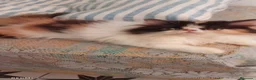 Persa gatos en venta: Persa en Valencia - Anuncio 2