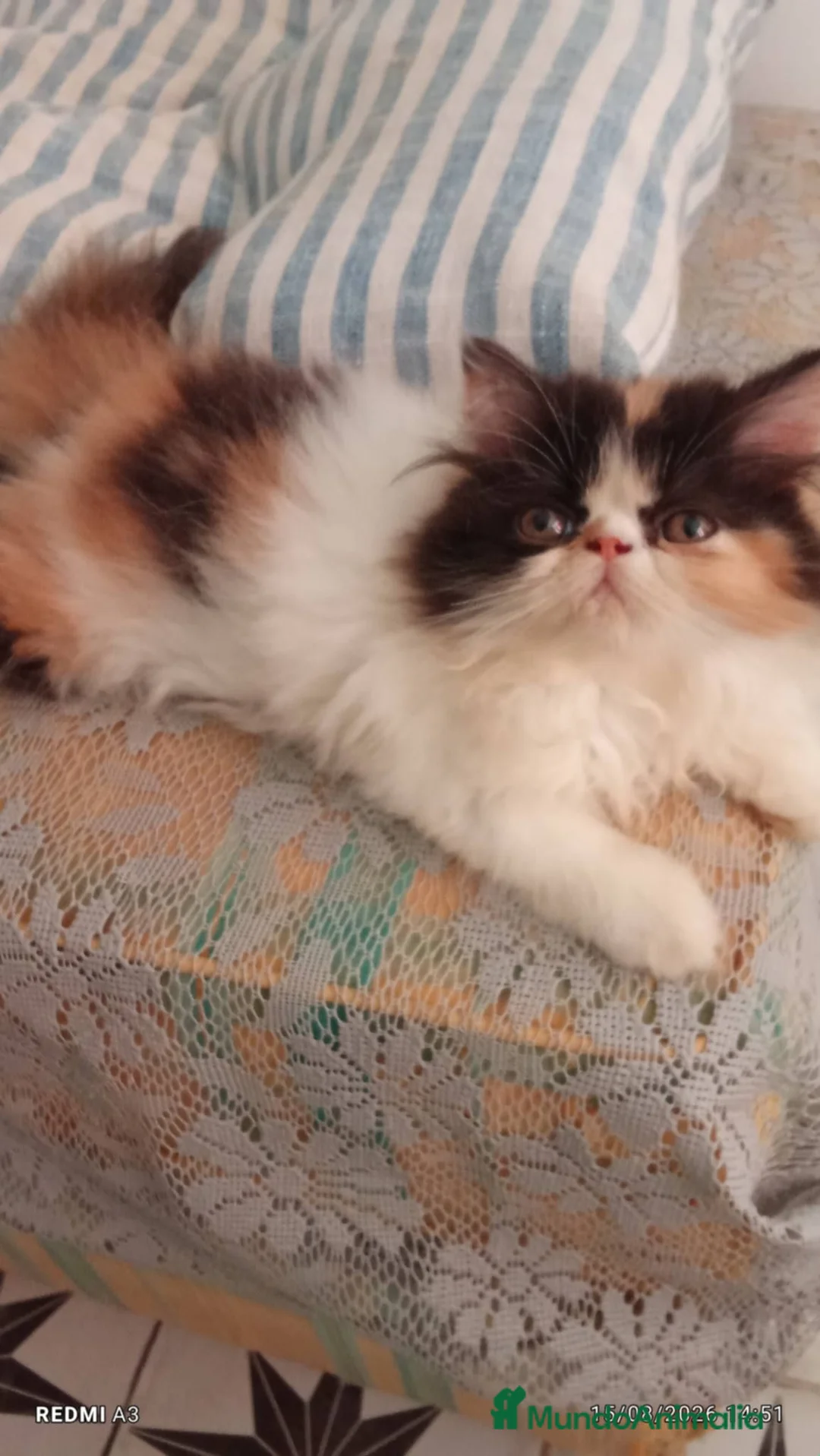 Persa gatos en venta: Persa en Valencia - Anuncio 2