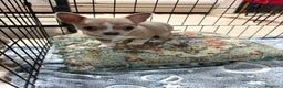 Chihuahua perros en venta: chihuahua toy marron blue ojos azules  - Anuncio 9