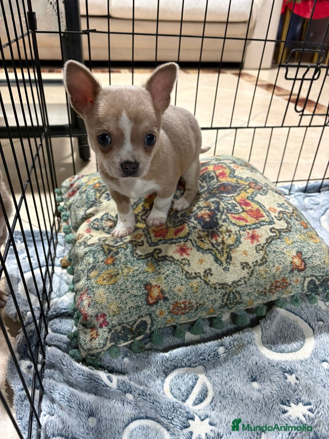 Chihuahua perros en venta: chihuahua toy marron blue ojos azules  - Anuncio 9