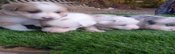 Border Collie perros en venta: Preciosos border collie - Anuncio 4