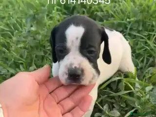 Pointer perros Cachorros pointer - Anuncio 2