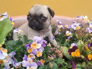 Carlino - Pug perros en Sevilla - Anuncio 6