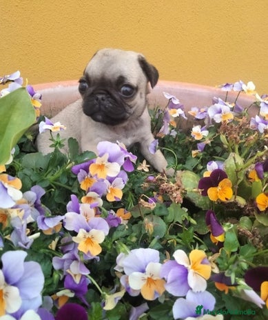 Carlino - Pug perros en Sevilla - Anuncio 7