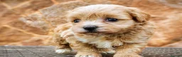 Maltipoo perros en venta: Cachorrito Maltipoo precio real - Anuncio 8