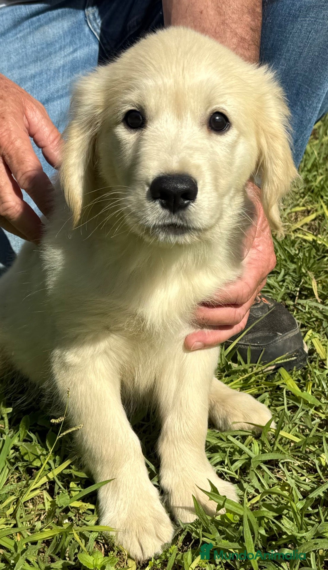 Golden Retriever perros en venta: Golden retriever valencia criadero familia salud  - Anuncio 12