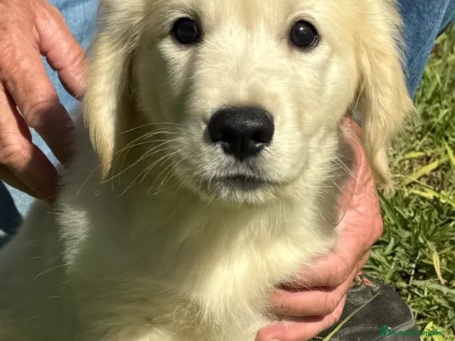 Golden Retriever perros en venta: Golden retriever valencia criadero familia salud - Anuncio 12