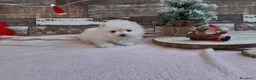 Bichón Maltés perros en venta: PRECIOSOS BICHON MALTES  LINEA TOY  - Anuncio 6