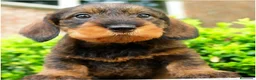 Teckel perros en venta: TECKEL DE PELO DURO,PRECIOSOS CACHORROS DESDE 350€ - Anuncio 2