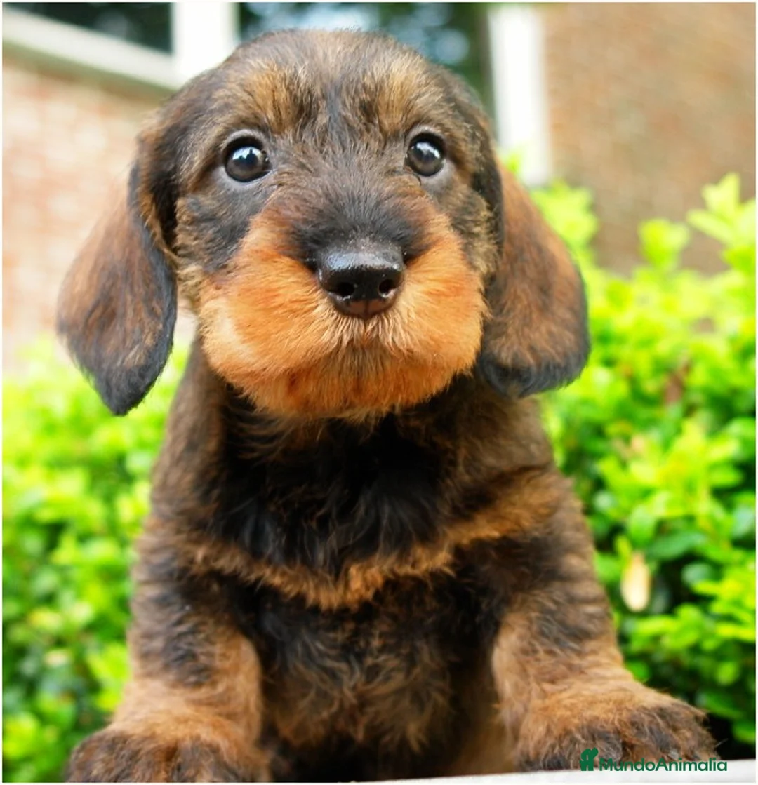 Teckel perros en venta: TECKEL DE PELO DURO,PRECIOSOS CACHORROS DESDE 350€ - Anuncio 2