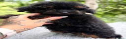 Caniche Toy perros en venta: CANICHE TOY PHANTOM DISPONIBLE MACHITO - Anuncio 4