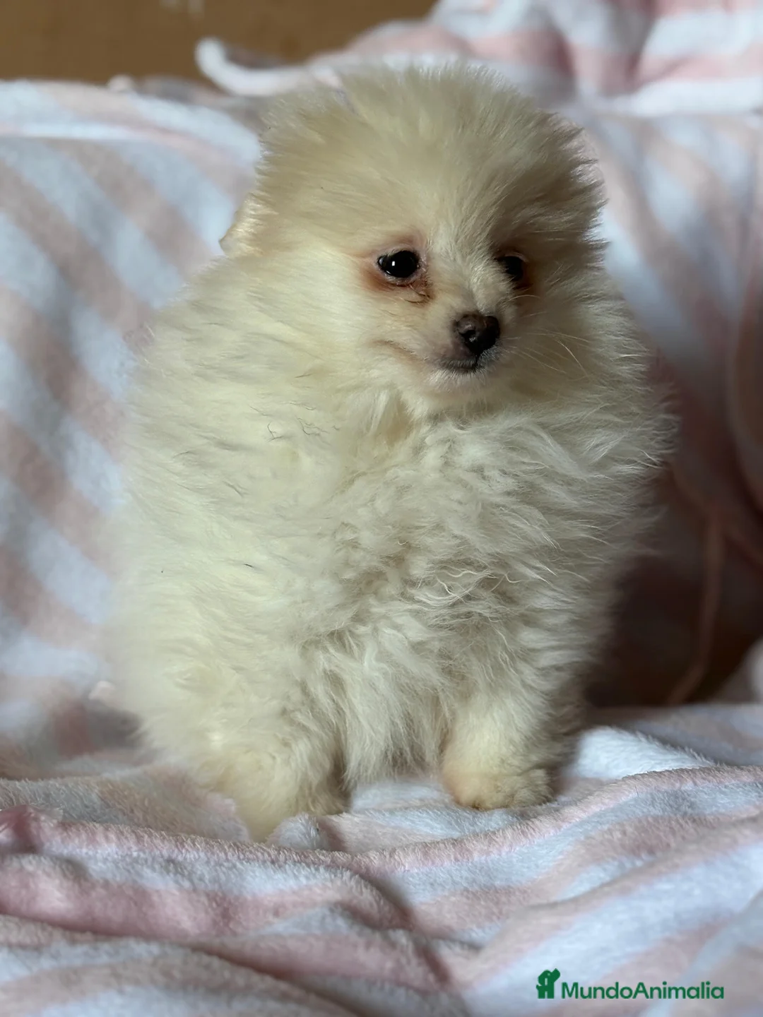 Pomerania perros en venta: Pomerania toy  - Anuncio 1