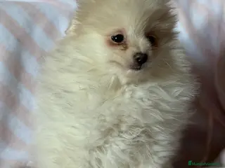 Pomerania perros Pomerania toy - Anuncio 1