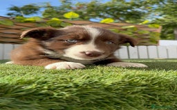 Border Collie perros en venta: BORDER COLLIE HEMBRA CHOCOLATE - Imagen 2