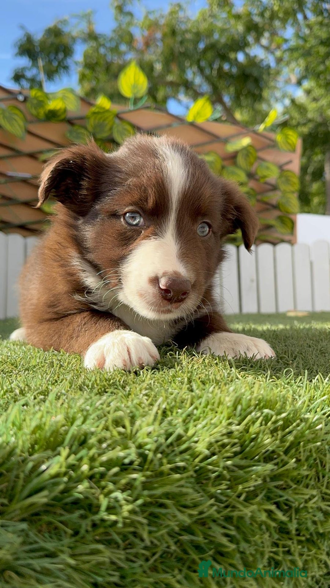 Border Collie perros en venta: BORDER COLLIE HEMBRA CHOCOLATE - Imagen 2