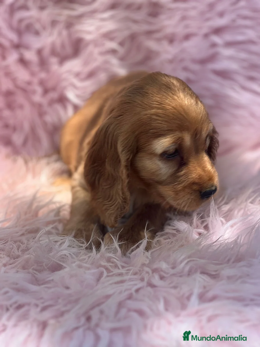 Cocker Spaniel Inglés perros en venta: HEMBRAS COCKER SPANIEL INGLES - Anuncio 2
