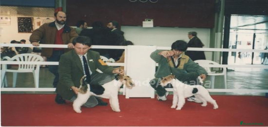 Imagen de galería {{count}}