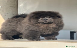 Chow Chow perros en venta: Cachorritos de Chow chow  - Imagen 4