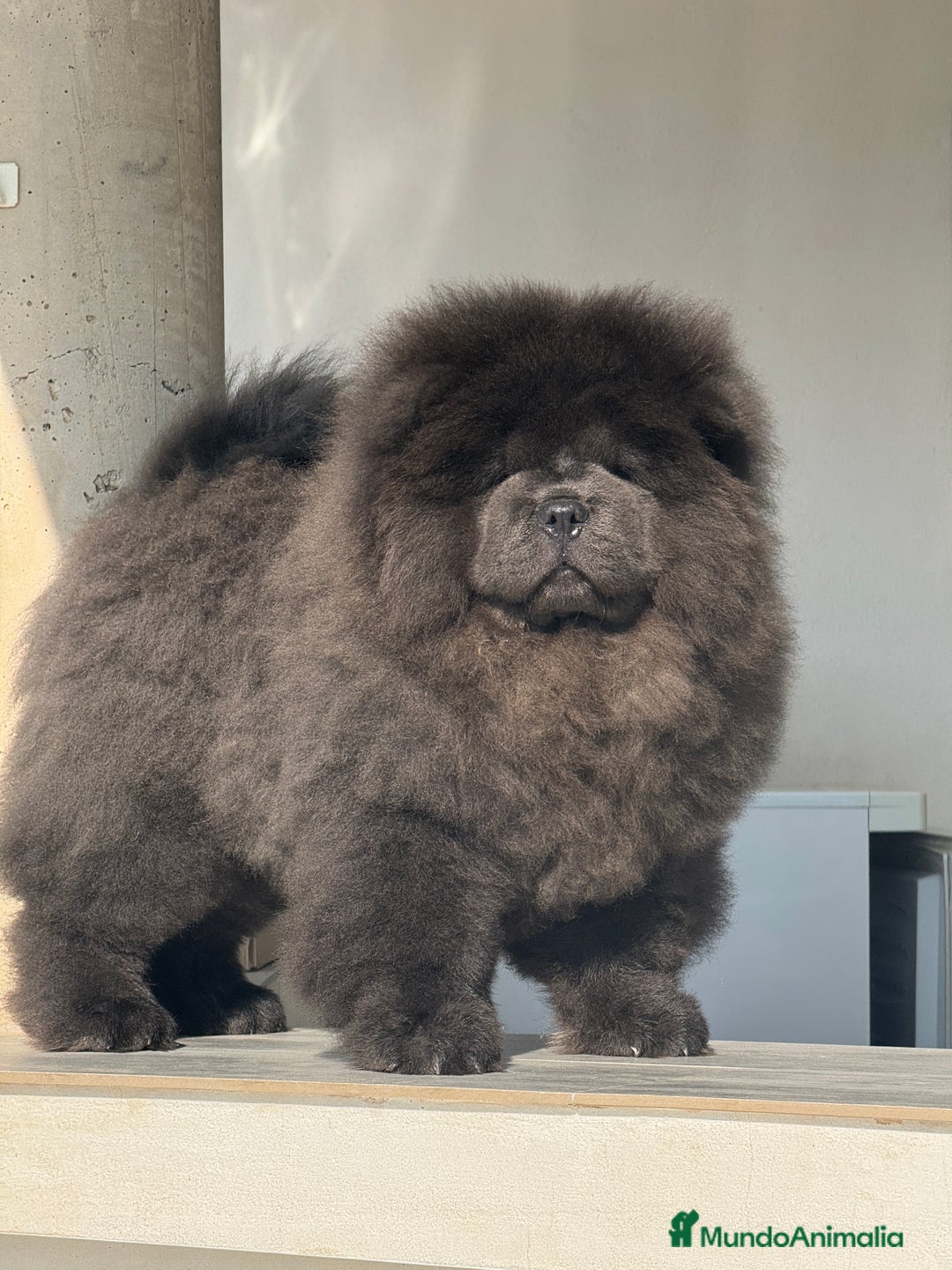 Chow Chow perros en venta: Cachorritos de Chow chow  - Imagen 4