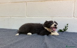 Border Collie perros en venta: Border Collie tranquilos y hermosos - Imagen 5