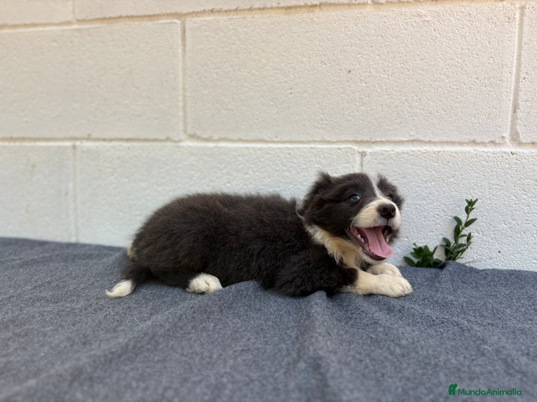 Border Collie perros en venta: Border Collie tranquilos y hermosos - Imagen 5
