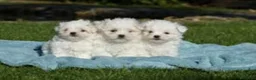 Bichón Maltés perros en venta: Bichón maltés miniatura  - Anuncio 3