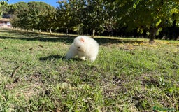 Pomerania perros en venta: Pomerania blanco toy disponible para diciembre!! - Imagen 2