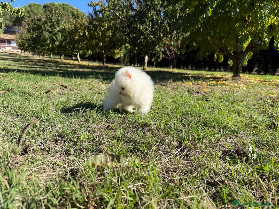 Pomerania perros en venta: Pomerania blanco toy disponible para diciembre!! - Imagen 2