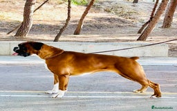 Boxer perros en venta: Boxer - Imagen 15