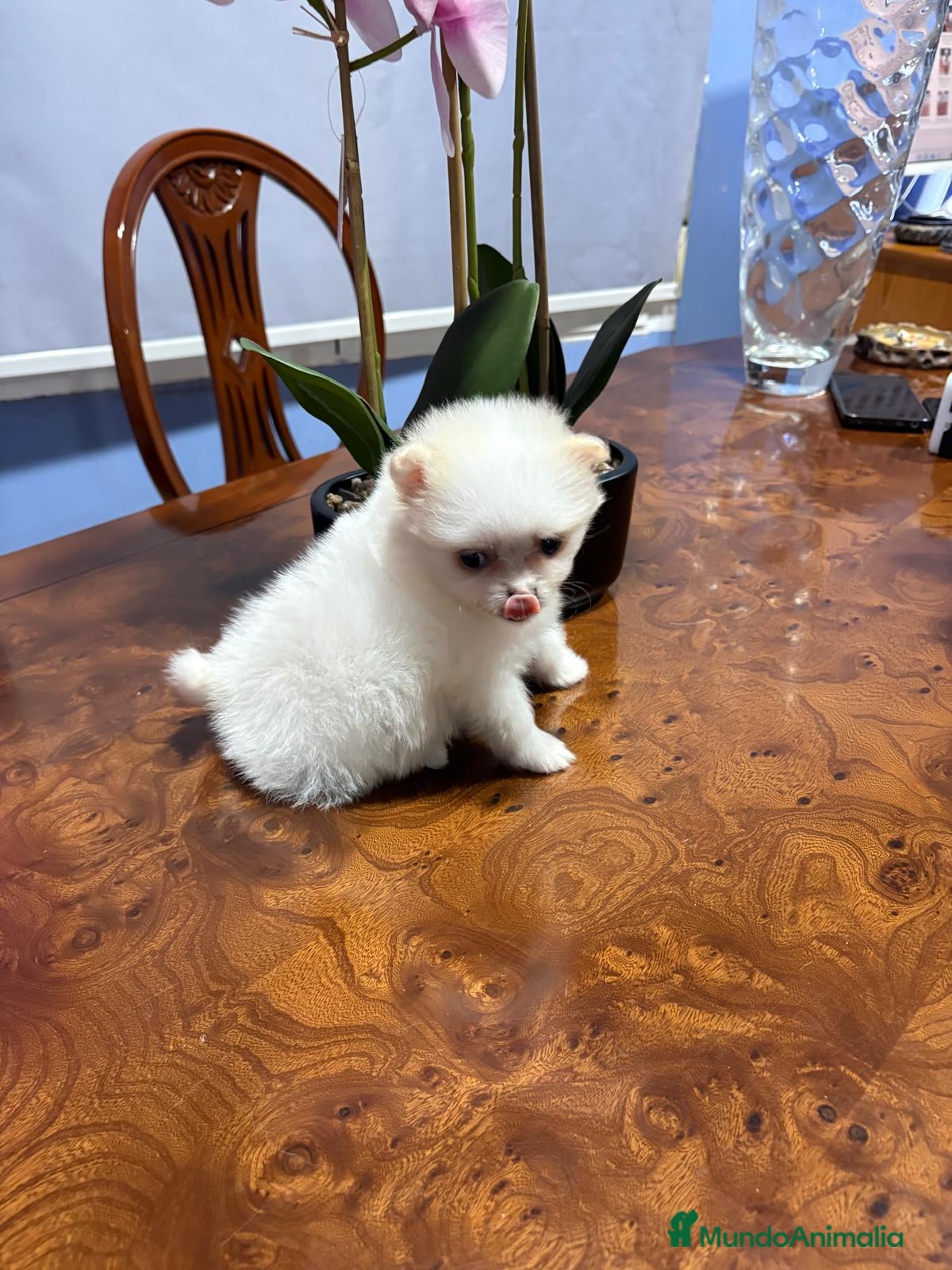 Pomerania perros Lulu de Pomerania mini toy hembra blanca naranja - Anuncio 2