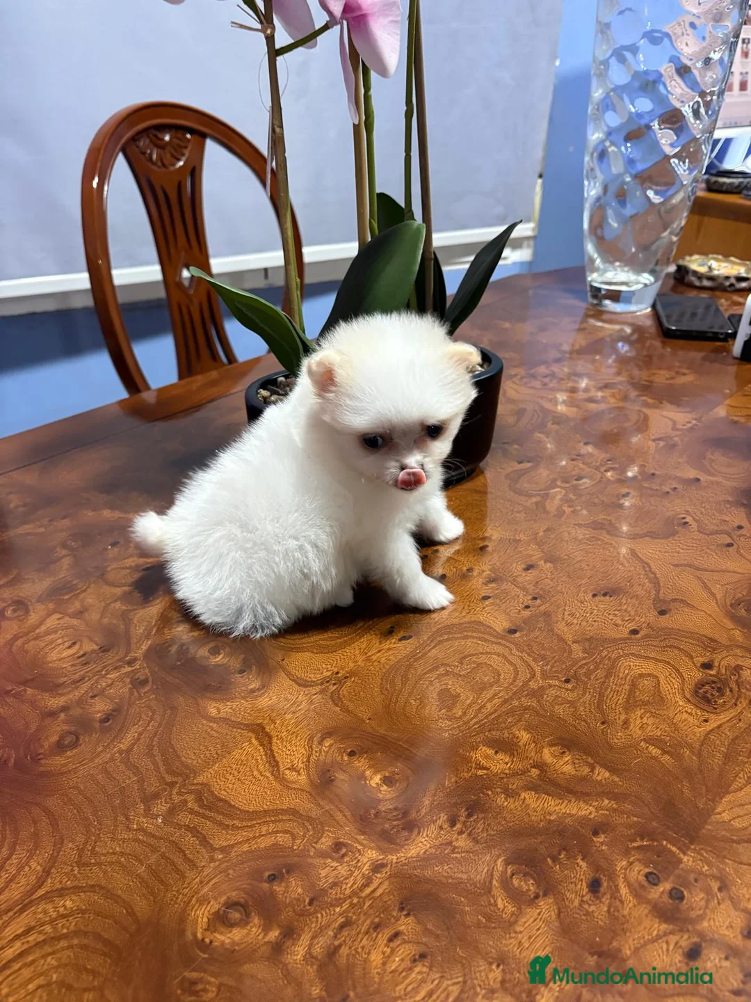 Pomerania perros en venta: Lulu de Pomerania mini toy hembra blanca naranja - Anuncio 2