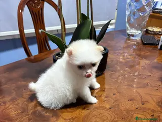 Pomerania perros Lulu de Pomerania mini toy hembra blanca naranja - Anuncio 6