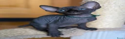 Sphynx gatos en venta: Sphynx pedigree - Anuncio 7