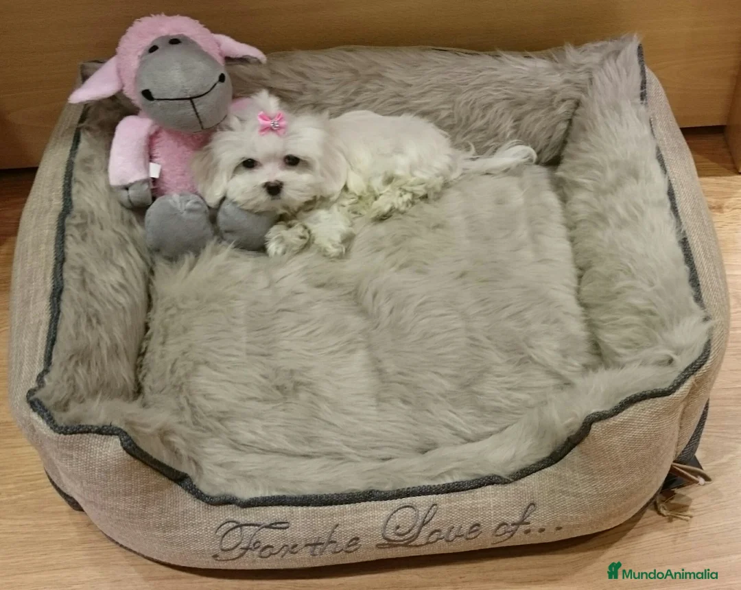 Bichón Maltés perros en venta: Cachorritos de Bichón Maltés en Barcelona - Anuncio 4