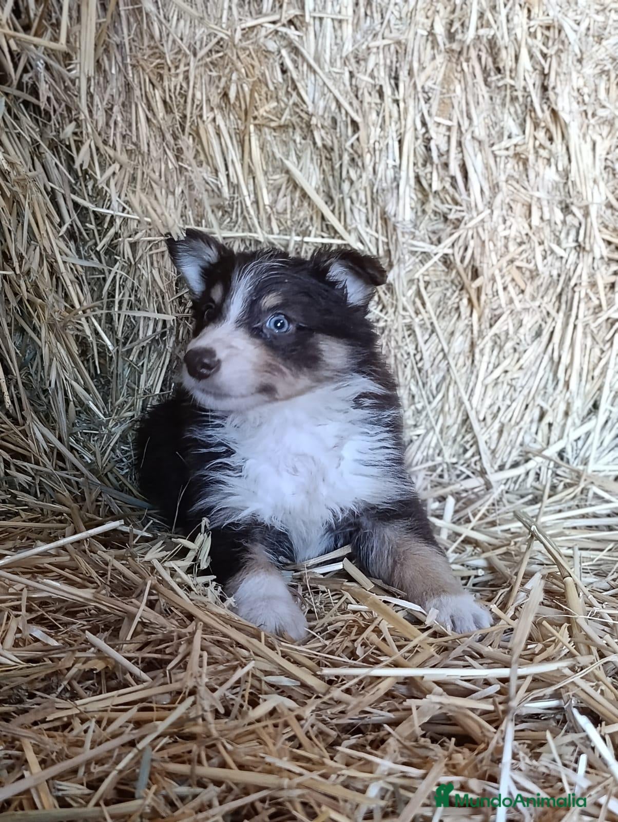 Border Collie perros Border collies tricolores de calidad  - Anuncio 4