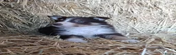 Border Collie perros en venta: Border collies tricolores de calidad  - Anuncio 3