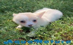 Chihuahua perros en venta: Camada Pomchi de Japi y Manchitas AQUANATURA - Imagen 6