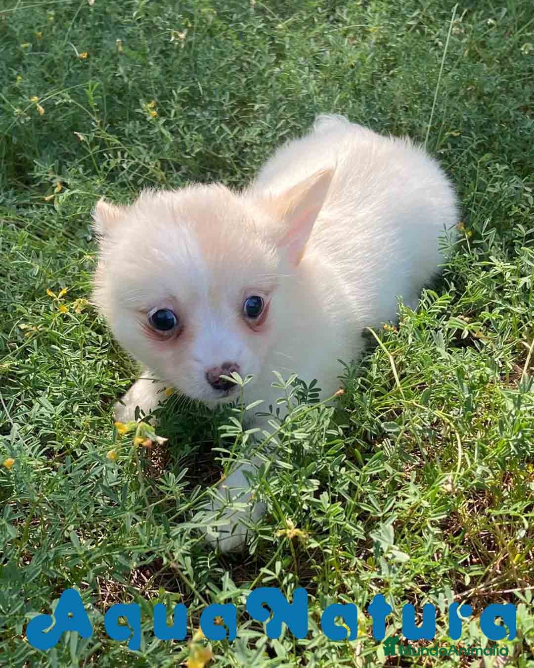Chihuahua perros en venta: Camada Pomchi de Japi y Manchitas AQUANATURA - Imagen 6