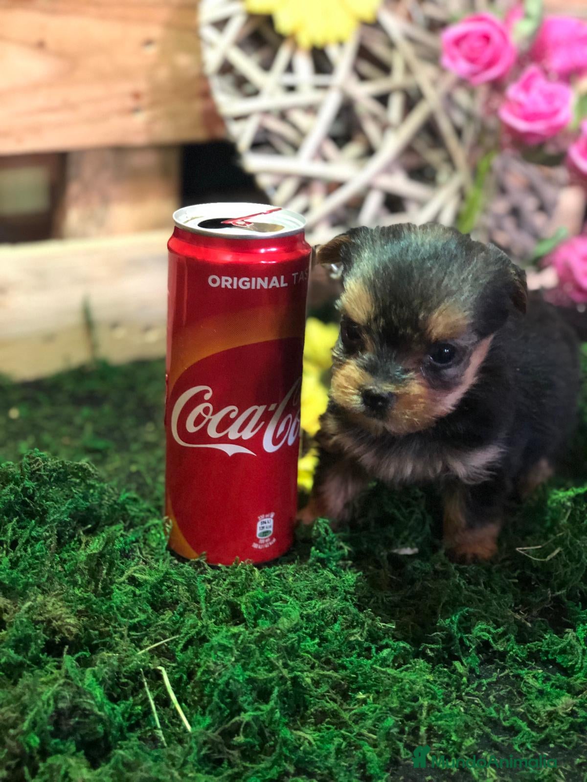 Yorkshire Terrier perros YORKSHIRE MINI TOY  - Anuncio 2